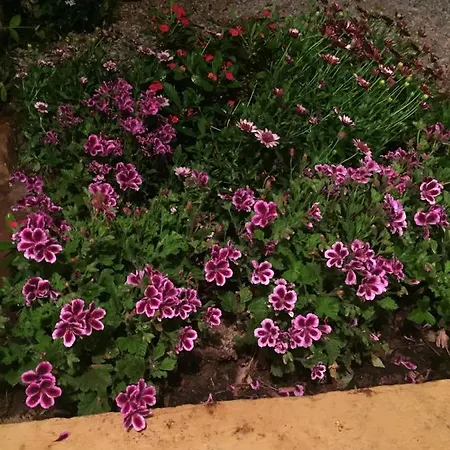 Chata On Between Sky And Sea Geco Di Campiglia Pet Friendly Big Garden Campiglia Marittima