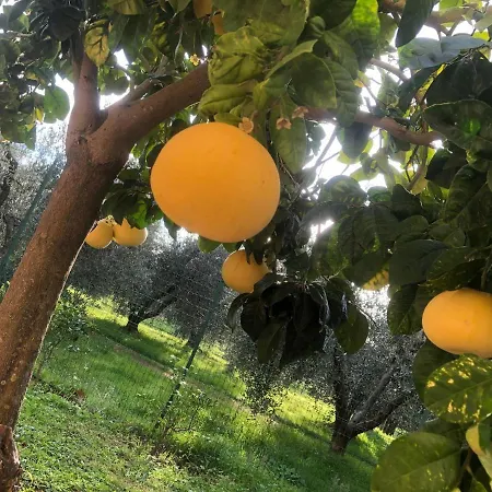 Chata On Between Sky And Sea Geco Di Campiglia Pet Friendly Big Garden Campiglia Marittima