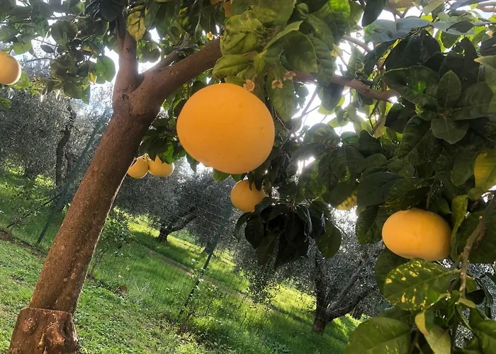 Lodge On Between Sky And Sea Geco Di Campiglia Pet Friendly Big Garden Campiglia Marittima